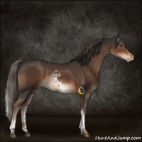 Horse Color:White Spotted Liver Chestnut Appaloosa 