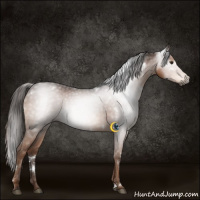 Horse Color:Gray White Spotted Liver Chestnut