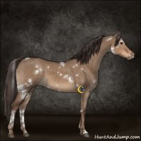 Horse Color:White Spotted Liver Red Dun 
