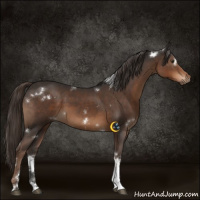 Horse Color:White Spotted Liver Chestnut Tobiano Rabicano 