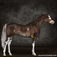 Horse Color:White Spotted Liver Chestnut Ice Splash 