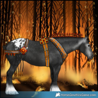 Horse Color:Gray Black Appaloosa