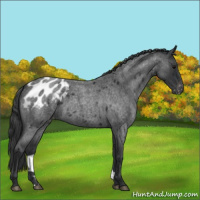 Horse Color:Blue Roan Appaloosa