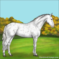Horse Color:Silver Blue Roan Leopard 