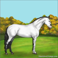 Horse Color:Blue Roan Near Fewspot 
