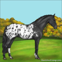 Horse Color:Blue Roan Appaloosa 