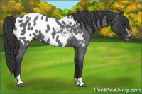 Horse Color:Blue Roan Sabino Appaloosa