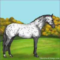 Horse Color:Blue Roan Appaloosa 