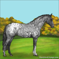 Horse Color:Black Appaloosa  and Blue Roan Appaloosa 
