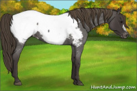 Horse Color:Smoky Blue Roan Appaloosa 