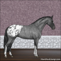Horse Color:Blue Roan Appaloosa 
