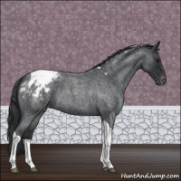 Horse Color:Blue Roan Tobiano Appaloosa 