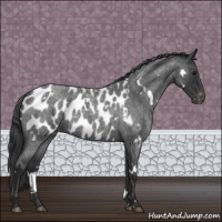 Horse Color:White Spotted Blue Roan Appaloosa 