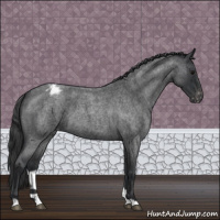 Horse Color:Blue Roan Varnish 