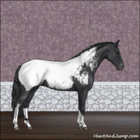 Horse Color:Blue Roan Tobiano Appaloosa 