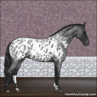 Horse Color:Blue Roan Appaloosa 