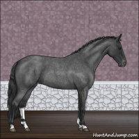 Horse Color:Blue Roan Appaloosa 