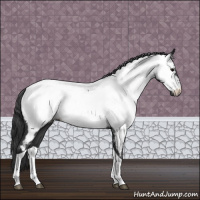 Horse Color:Blue Roan Tobiano Appaloosa 