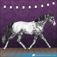 Horse Color:White Spotted Blue Roan Splash Snowcap 