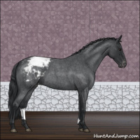 Horse Color:Blue Roan Varnish 