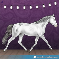 Horse Color:Blue Roan Appaloosa 