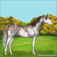 Horse Color:Liver Red Roan Splash Appaloosa 