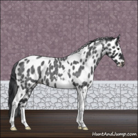 Horse Color:Blue Roan Tobiano Appaloosa 