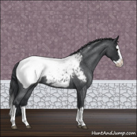 Horse Color:Blue Roan Splash Snowcap 