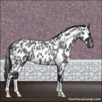 Horse Color:White Spotted Blue Roan Leopard 
