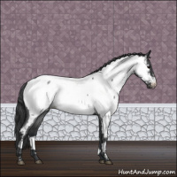 Horse Color:Blue Roan Appaloosa 