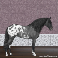 Horse Color:Blue Roan Appaloosa 