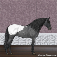 Horse Color:Blue Roan Appaloosa 