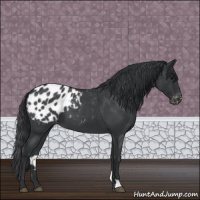 Horse Color:Blue Roan Appaloosa 