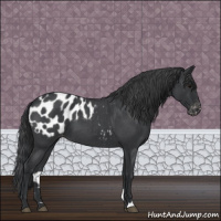 Horse Color:Blue Roan Appaloosa 