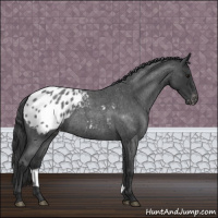 Horse Color:Blue Roan Appaloosa