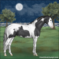 Horse Color:Blue Roan Splash Tobiano Snowcap 