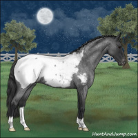 Horse Color:Blue Roan Appaloosa 