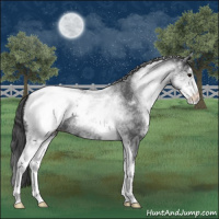 Horse Color:White Spotted Blue Roan Snowcap 