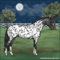 Horse Color:Blue Roan Tobiano Appaloosa