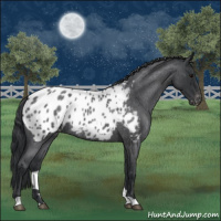 Horse Color:Blue Roan Appaloosa 