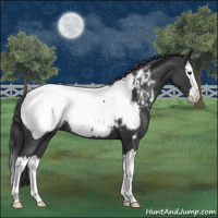 Horse Color:Blue Roan Splash Appaloosa 