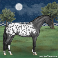 Horse Color:Blue Roan Appaloosa 