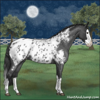 Horse Color:Blue Roan Splash Appaloosa 