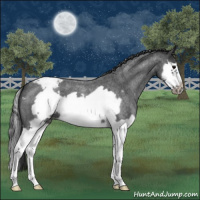 Horse Color:Blue Roan Splash Frame Varnish 