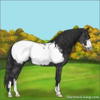 Horse Color:Blue Roan Frame Snowcap 