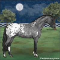 Horse Color:Blue Roan Appaloosa 