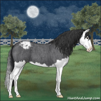 Horse Color:Blue Roan Splash Appaloosa 