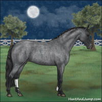 Horse Color:Blue Roan Varnish 