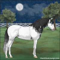 Horse Color:Blue Roan Splash Frame Near Fewspot