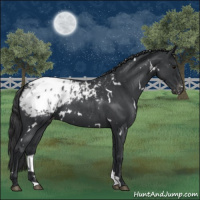 Horse Color:White Spotted Blue Roan Appaloosa 